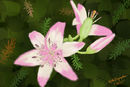 pink-lillies