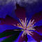 flowers-again by blackrose666