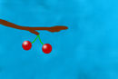 cherrys