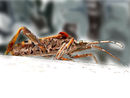 assasin-bug-unfinished