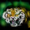 siberian-tiger by romanticom