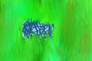 the-last-blue-rose-hid