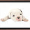 puppy by marilens