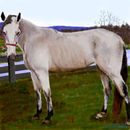 buckskin-mare buckskin-mare
