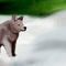 wolf-in-snow by Likatrata