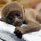 monkey by marilens