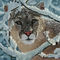 mountain-lion by marilens