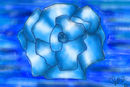 blue-rose-on-water