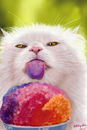 sno-cone-kitty
