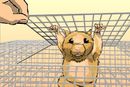 hegiri-hamster