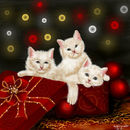 merry-christmas-queeky