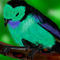 bird by sarah476476