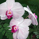 hawaiian-orchids hawaiian-orchids