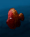 500m-fish