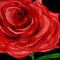 rose3 by zuma117