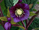 smokey-purple-hellebor