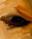 eye