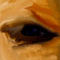 eye by ShishBdish