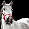 white-horse by themersisters