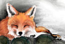 sleeping-fox