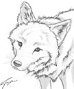 coyote-sketch coyote-sketch