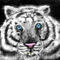 white-tiger by Kyros