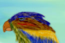 a-parrot a-parrot