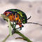 bug by marilens