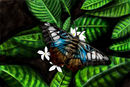 flutterby flutterby