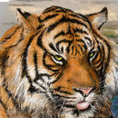 tiger09