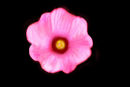 flower flower