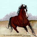 gallop