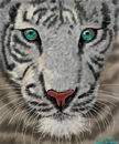 white-tiger
