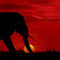 elephant by MissSuaifanOv