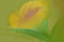 lilly