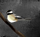 chickadee