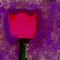 pink-rose by zasherz