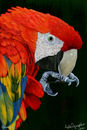 polly