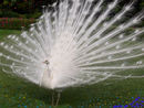 white-peacock-picture