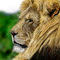 majestic by hakan