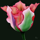 tulip