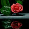 pink by marilens