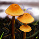 mushroom