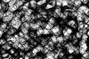 weaved-webs