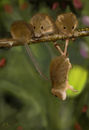 threes-a-crowd threes-a-crowd