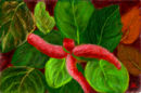 acalypha-hispida