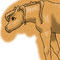horse-lines-and-shadin by September
