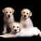 labradors by ACLGTTCWalker