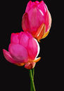 pink-water-lily