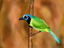 bird